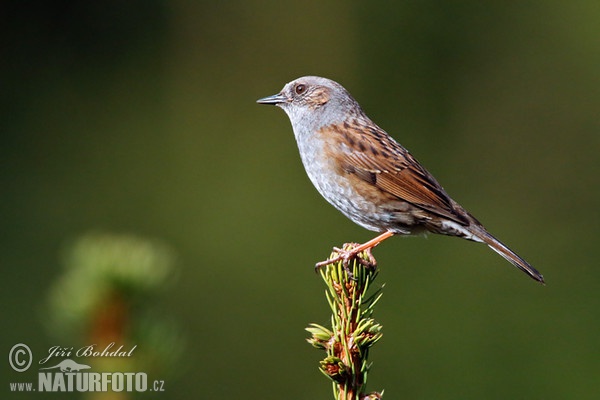 Hedge Accentor (Prunella modularis)