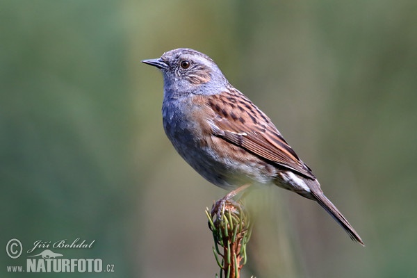 Hedge Accentor (Prunella modularis)