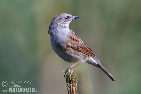 Hedge Accentor (Prunella modularis)