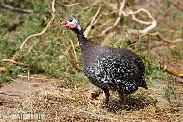 Helmeted Guineafowl (Numida meleagris)