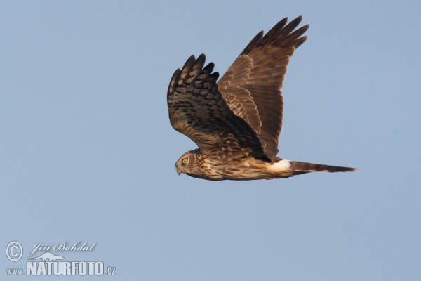 Hen Harrier (Circus cyaneus)