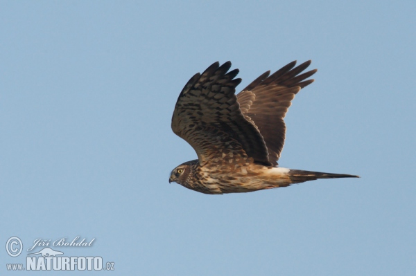 Hen Harrier (Circus cyaneus)