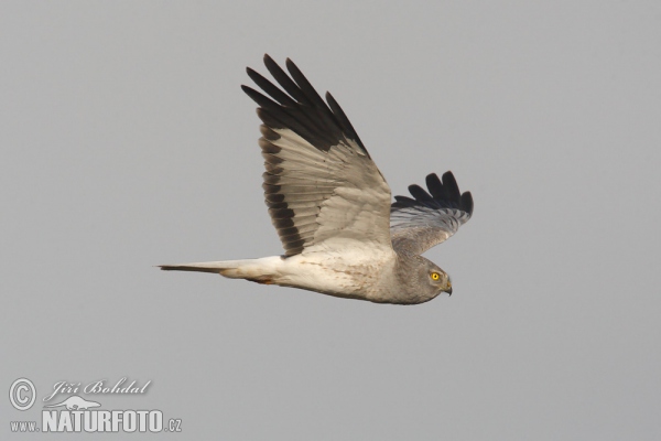 Hen Harrier (Circus cyaneus)