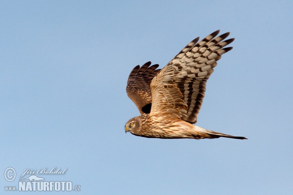 Hen Harrier (Circus cyaneus)