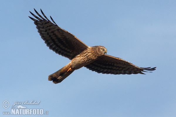 Hen Harrier (Circus cyaneus)