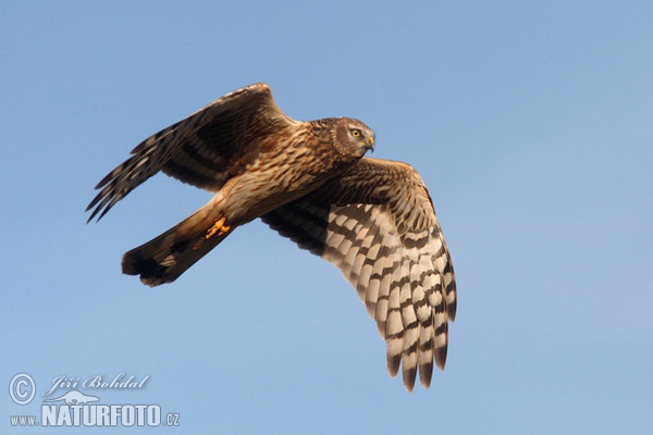 Hen Harrier (Circus cyaneus)