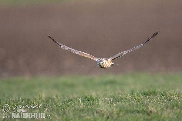 Hen Harrier (Circus cyaneus)