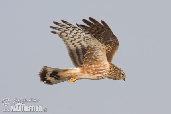 Hen Harrier (Circus cyaneus)