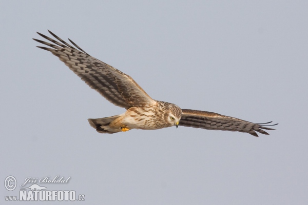 Hen Harrier (Circus cyaneus)