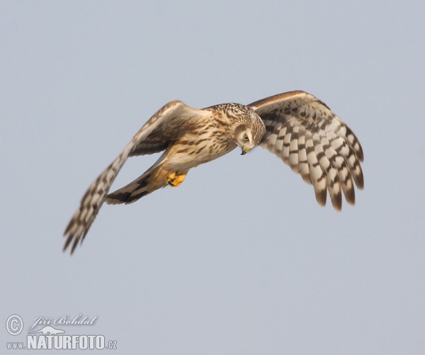 Hen Harrier (Circus cyaneus)