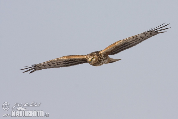 Hen Harrier (Circus cyaneus)