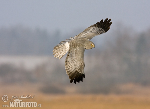 Hen Harrier (Circus cyaneus)