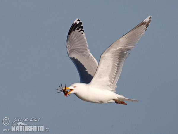 Herring Gull (Larus argentatus)