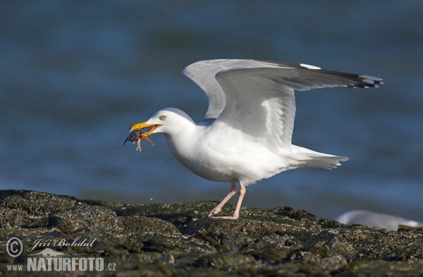 Herring Gull (Larus argentatus)