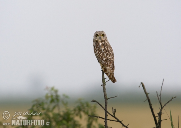 Hibou des marais