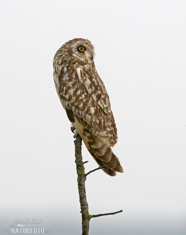 Hibou des marais