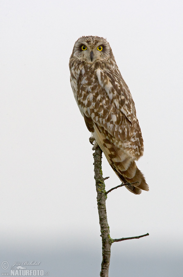 Hibou des marais