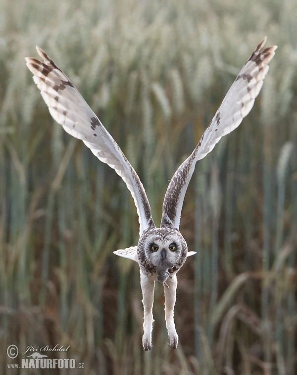 Hibou des marais