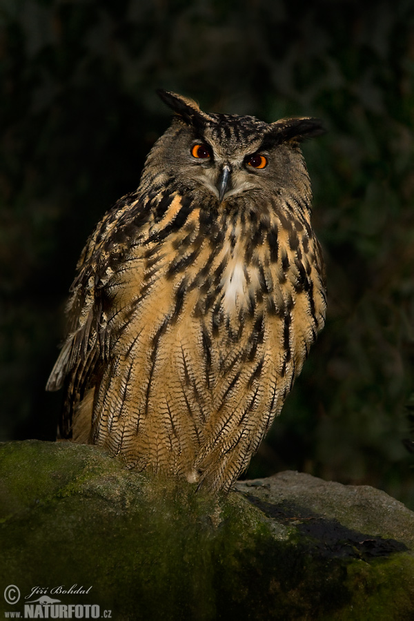 Hibou grand-duc