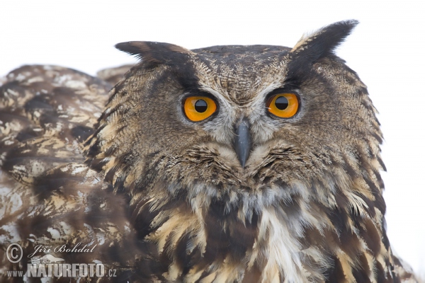 Hibou grand-duc