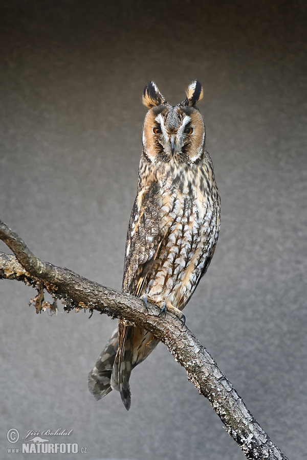 Hibou moyen-duc