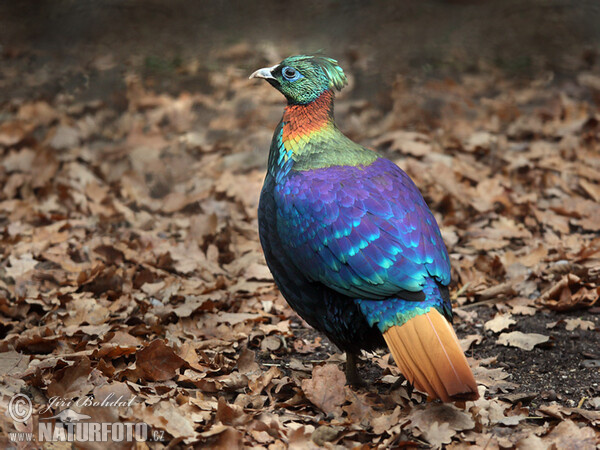 Himalayan Monal (Lophophorus impejanus)