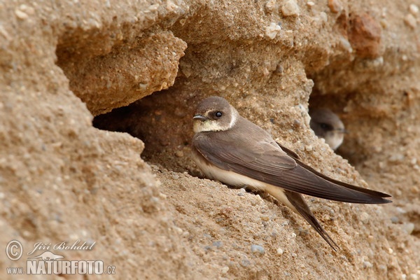 Hirondelle de rivage