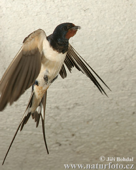 Hirondelle rustique