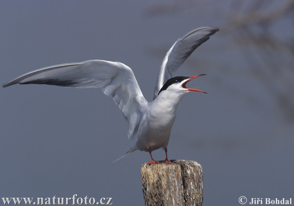 Hirunda ŝterno