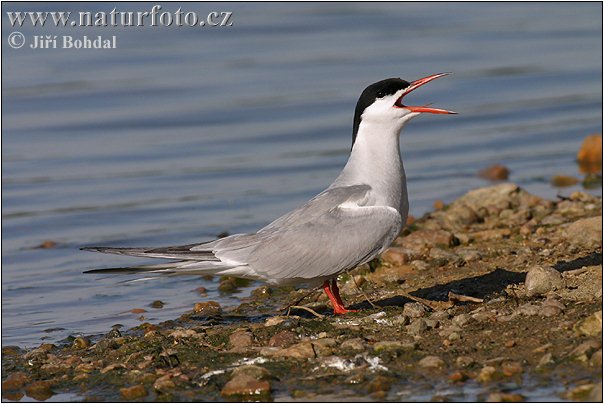 Hirunda ŝterno