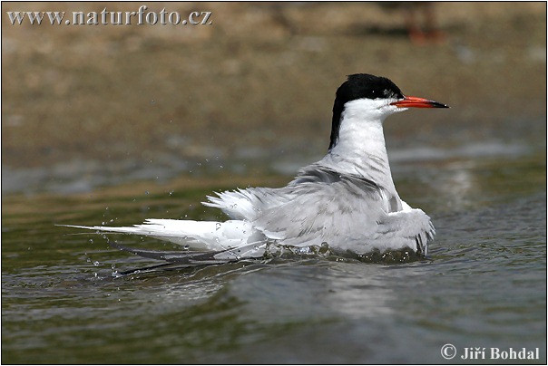 Hirunda ŝterno