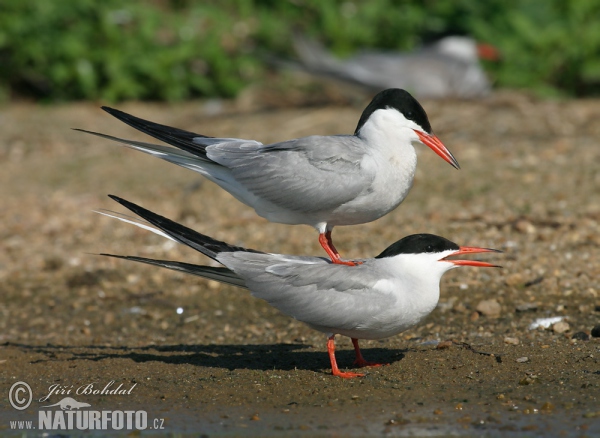 Hirunda ŝterno