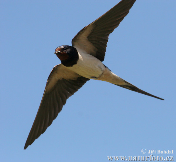 Hirundo rustica