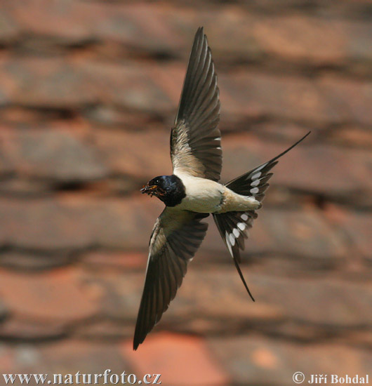 Hirundo rustica