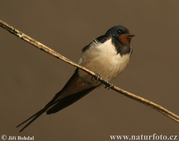 Hirundo rustica