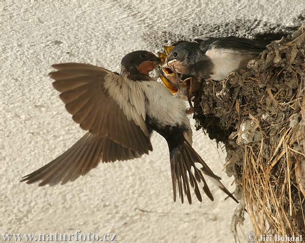 Hirundo rustica