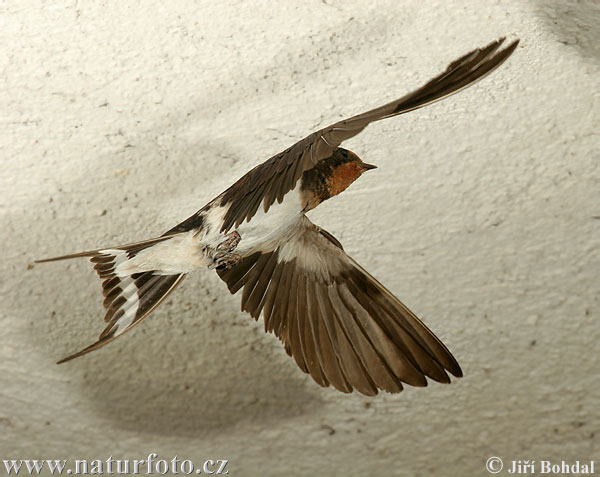 Hirundo rustica