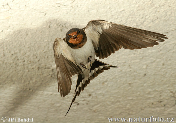 Hirundo rustica