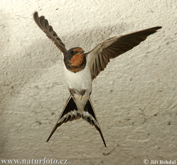 Hirundo rustica