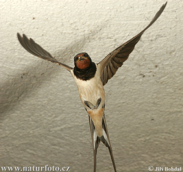 Hirundo rustica