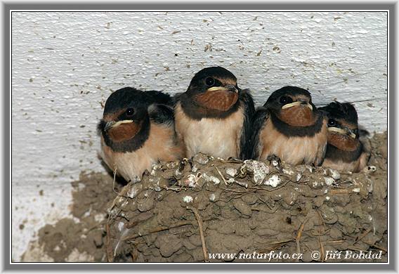 Hirundo rustica