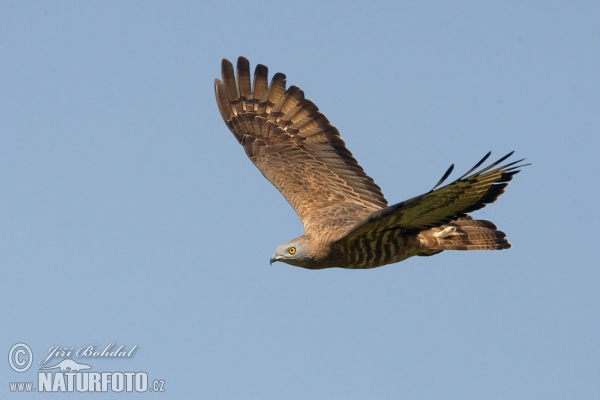 Honey Buzzard (Pernis apivorus)