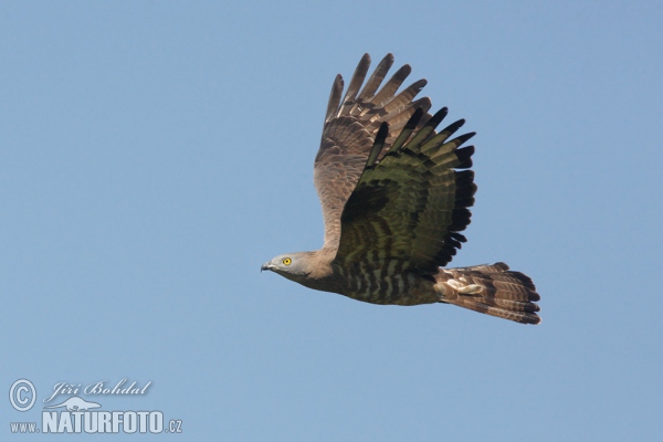 Honey Buzzard (Pernis apivorus)