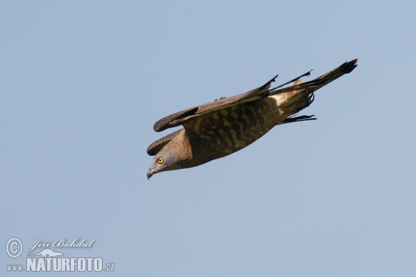 Honey Buzzard (Pernis apivorus)