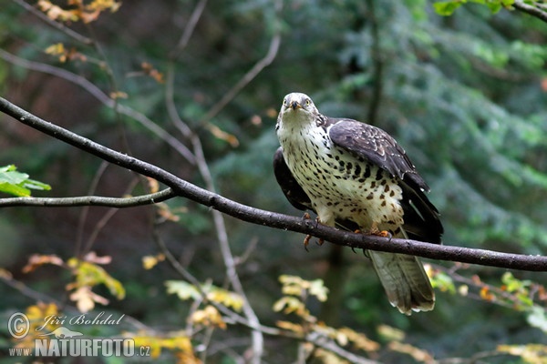 Honey Buzzard (Pernis apivorus)