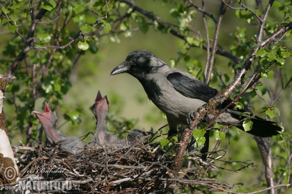 Hooded Crow (Corvus corone cornix)