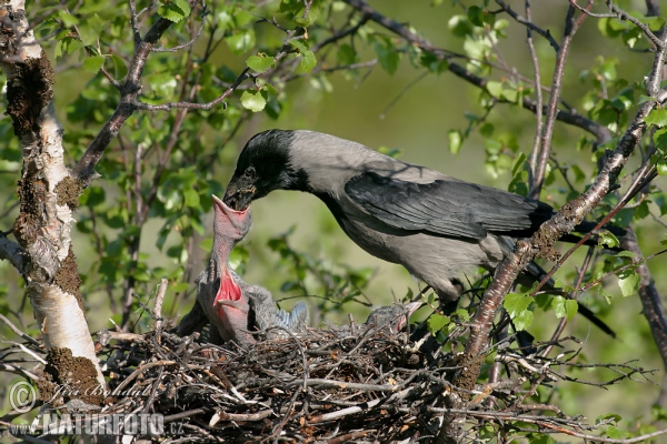 Hooded Crow (Corvus corone cornix)