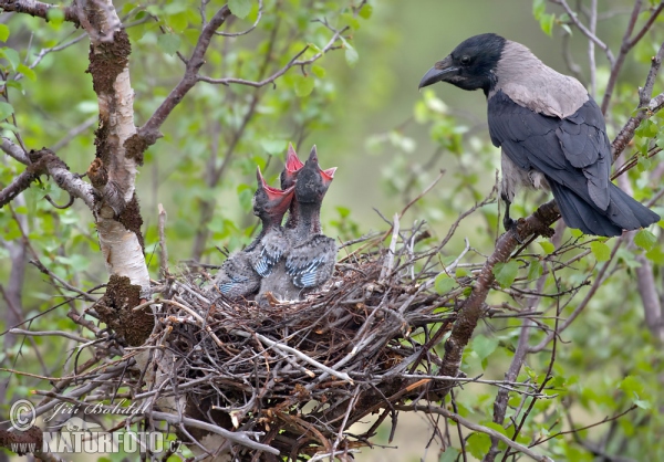 Hooded Crow (Corvus corone cornix)