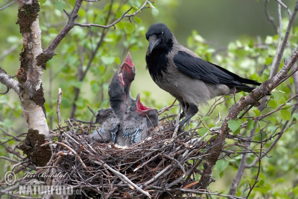 Hooded Crow (Corvus cornix)
