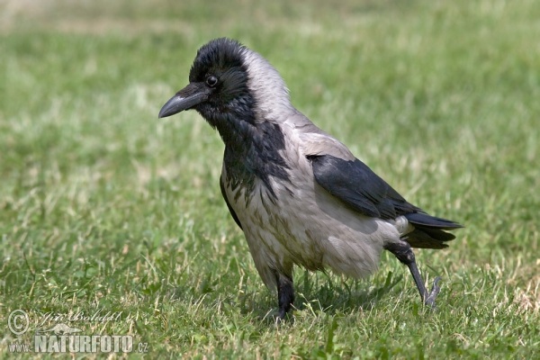 Hooded Crow (Corvus corone cornix)